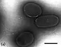 Thermosulfurimonas dismutans
