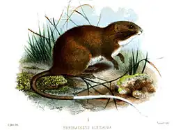 Olallamys albicauda