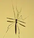 from Sri Lanka