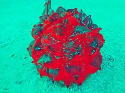 Tjasa Iris, Nuts, 120 x 160 cm, manipulated photograph, 2023