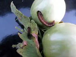 Tomato fruitworm eating an unripe tomato