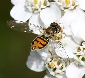 Toxomerus marginatus