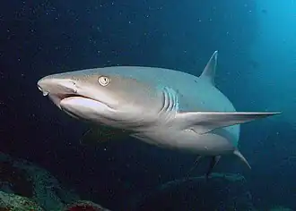 Frontal view of a whitetip reef shark, which has a wedge-shaped snout, oval eyes, and tubular flaps of skin next to the nostrils