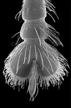 Metatarsus of weevil Trigonopterus sp. (from Java); scanning electron micrograph