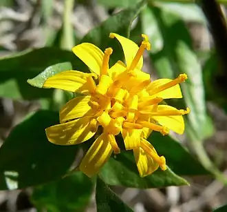 Trixis californica (Nassauvieae)