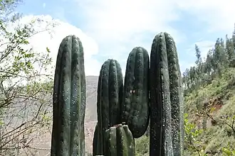 Echinopsis pachanoi