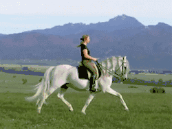 Trot 8–13&nbsp;km/h (5.0–8.1&nbsp;mph)