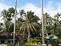 Taken in Southern Leyte, Philippines where a tuba gatherer climbs a coconut tree to harvest some tuba