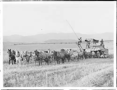Twenty-horse harvester at work in a Van Nuys-Lankershim field owned by Los Angeles Farming and Milling Company  1905–1908