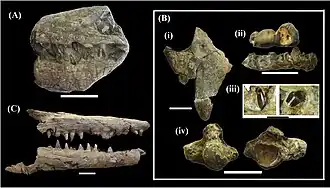 Various fragmentary fossils of mosasaurs of the tylosaurine group, specimen A (shown upper left) being attributed to Taniwhasaurus mikasaenis, specimen B (shown right) being attributed to Taniwhasaurus capensis