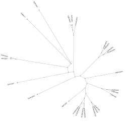 Phylogenetic tree of type 1 paracaspases.