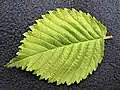 Leaf