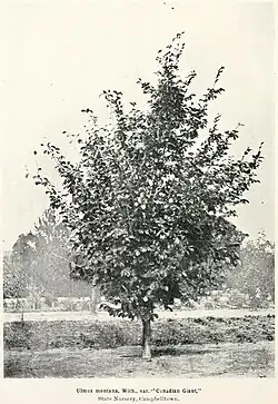'Canadian Giant', State Nursery, Campbelltown, New South Wales