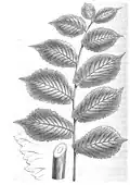 Leaf-drawing (1848) of Osborne and Morren's 'Superba', leaves to 26 × 15 &nbsp;cm.[3]