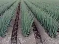 Hilling Japanese Une (畝) for scallions, ploughed by rotary tiller or hoe (2007)