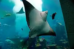 Sting ray