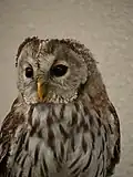 Ural owl