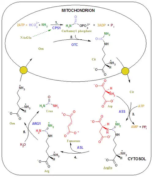 Urea cycle colored.