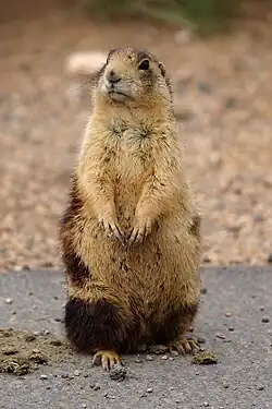 Brown prairie dog