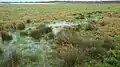 Wet meadows