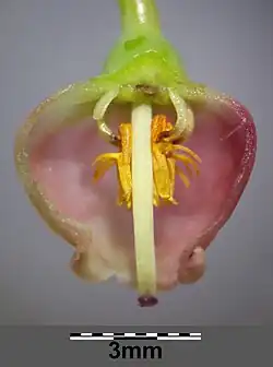 Flower cross-section