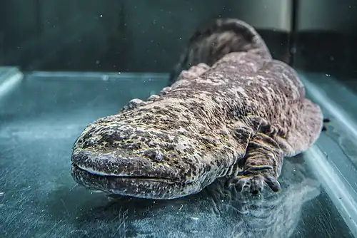 Chinese giant salamander