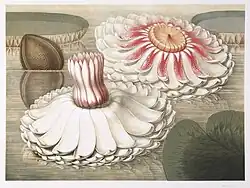 William Sharp (1803–1875), Victoria Regia - Intermediate Stages of Bloom, 1854