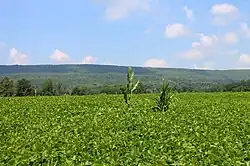 Field and Montour Ridge in Point Township