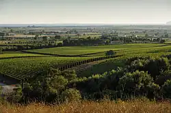 Landscape near Capalbio, province of Grosseto