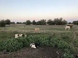 Cows in the former kolkhoz fields