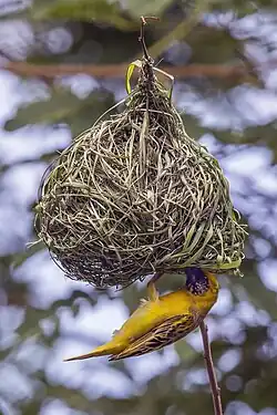 male P. v. peixotoi nest building São Tomé and Príncipe