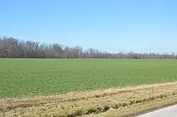 Young winter wheat fields on Wabash Road