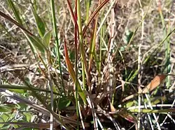 Photo of Wahlenberg's Woodrush