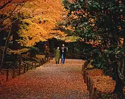 Two people walking on a road while looking at trees full of orange leaves