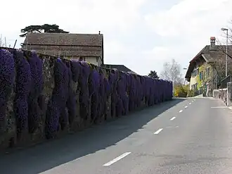 Flowers and buildings in Duillier village