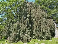 Weeping European Beech, June 2011