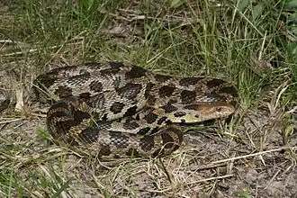 Side/top facing view of a large adult snake amongst green grass and brown leaf litter. The snake has light brown scales with large, dark brown blotches all along its body, and a rusty coloured face.