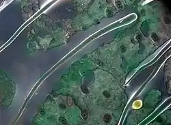 Wet bottle brush leaf stomata and leaf hairs, ElectroSscan E3 ESEM.