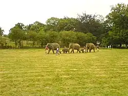 Five elephants walking in a row across a field. Each elephant is holding the tail of the one in front with its trunk. The second and fourth are young while the others are adults. They are being escorted by several handlers.