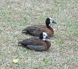 White-faced whistling ducks resting on the lawn