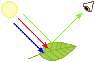 A leaf absorbing blue and red light, but reflecting green light