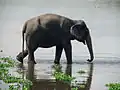 Wild Asian elephant, can be seen in the hilly forests of Rangamati