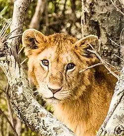 A lion (Panthera leo)