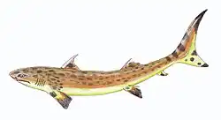 The ctenacanthid Wodnika striatula