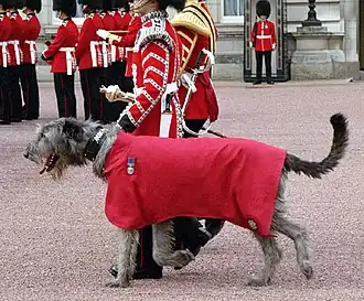 Irish Guards, mascot in parade dress