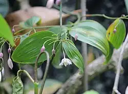Flowers, and very broad leaves