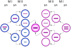 Egg cells dividing, one ending up with an extra copy of the X chromosome, producing a zygote with an extra X