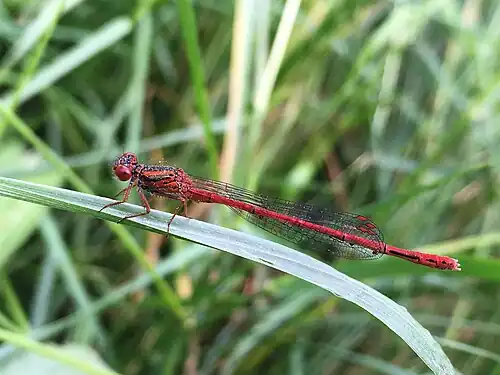 Red damselfly adult male observed in Christchurch, New Zealand