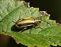 Elm-leaf beetle Xanthogaleruca luteola, which causes serious damage to elm foliage