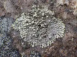 Xanthoparmelia mougeotii at Serra de São Mamede, Portugal